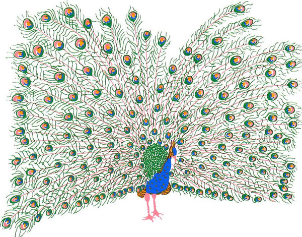 Print of a colourful peacock in full display
