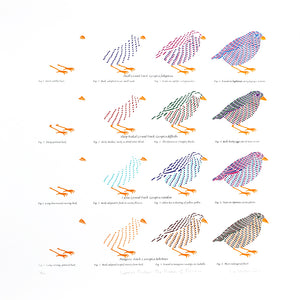 Darwin's finches: the process of evolution