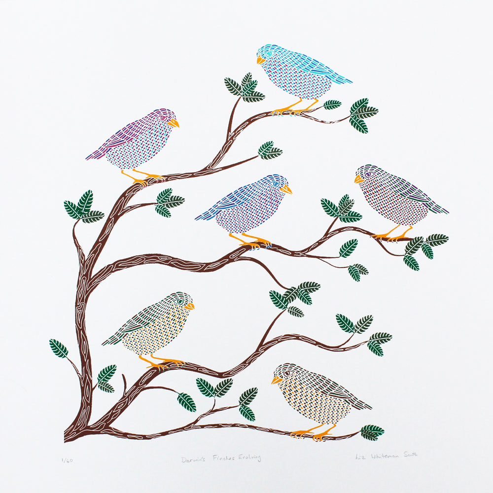 Darwin's finches evolving