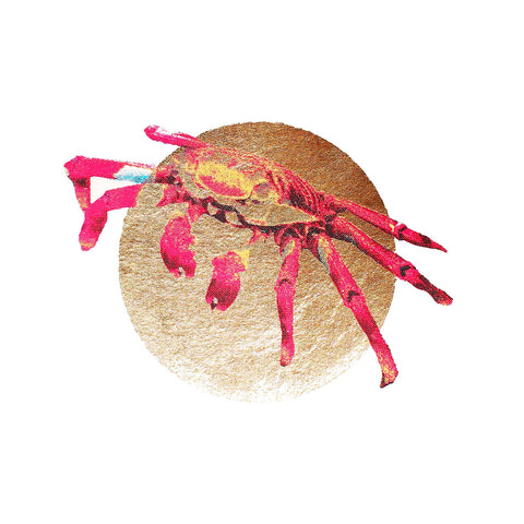 Gold Sally lightfoot crab